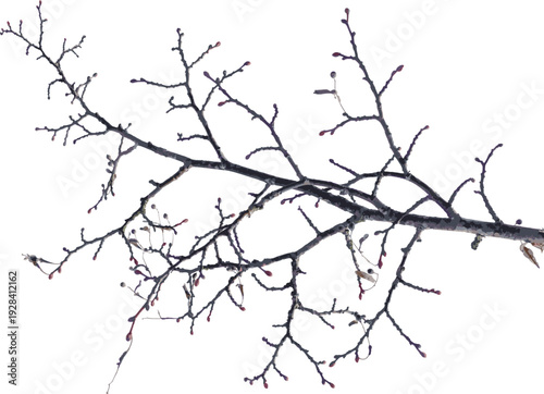 Natural wild tree branch with buds, colored realistic vector illustration isolated on white