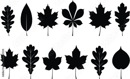 Set Of Twelve Black Leaf Silhouettes Featuring Maple Oak Chestnut And Linden Tree Foliage For Nature Botanical Garden Seasonal Autumn And Environment Design Projects