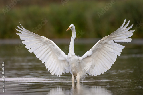 Принти на полотні Great egret (Ardea alba) displaying symmetrical wing span in wetland