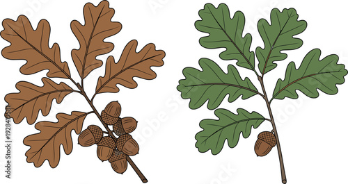 Oak leaves and acorns botanical illustration set with green and brown foliage branches in natural flat vector style for autumn and nature designs