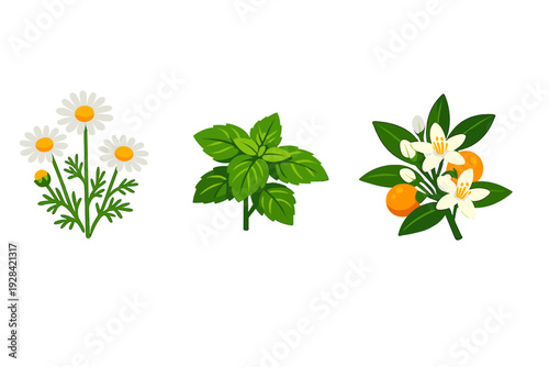 Three botanical illustrations featuring chamomile flowers, fresh mint leaves, and orange blossoms with small fruits, all set against a solid black background in a clean vector style.