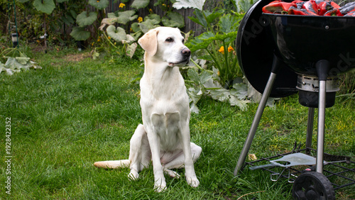 Bild auf Leinwand Labrador revels in backyard grill scents, summer solace, barbecue bliss, canine