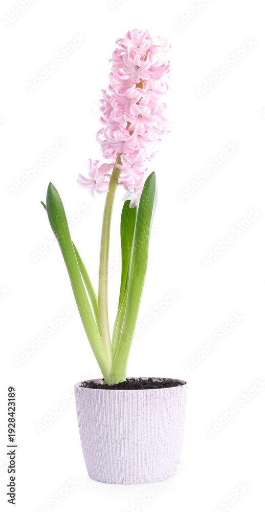 Fototapeta premium Beautiful pink hyacinth flower in pot isolated on white