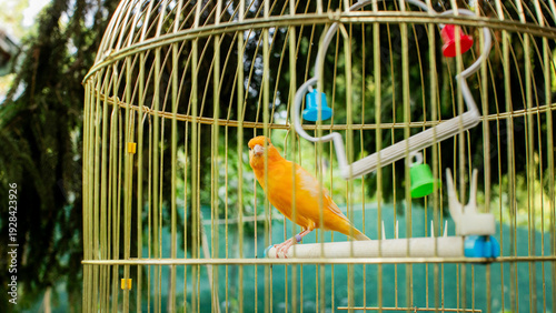 Fotografía Golden canary serenades from its gilded cage amid vibrant woodland, evoking Bird