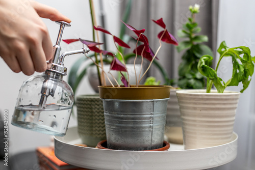 Person watering small indoor potted plants using a vintage-style glass plant mister with a chrome pump. Close-up scene representing plant care, home gardening, and indoor greenery maintenance.