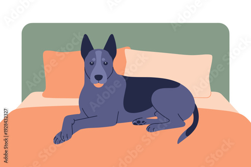 Cute dog lying on bed with colorful pillows and sheets