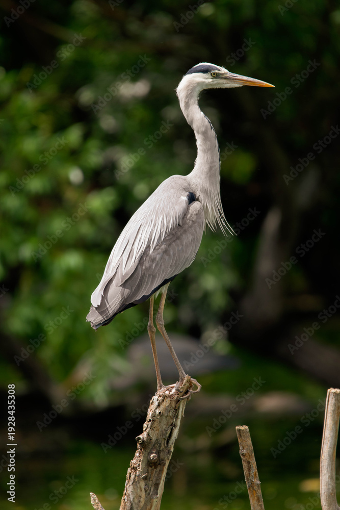 Obraz premium Grey Heron Perched on Branch – Elegant Water Bird in Natural Green Background