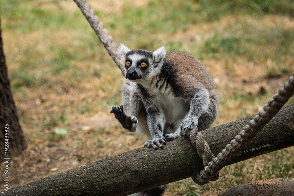 Obraz premium Ring-Tailed Lemur Sitting on Wooden Log – Curious Primate Portrait in Natural Setting