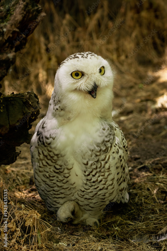 Fototapeta premium Snowy Owl Close-Up with Piercing Yellow Eyes – Majestic White Bird Portrait in Natural Habitat