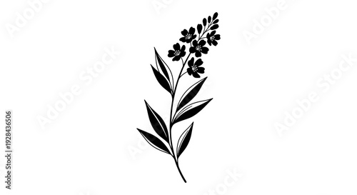 Black and white illustration of a flowering plant stem with delicate leaves