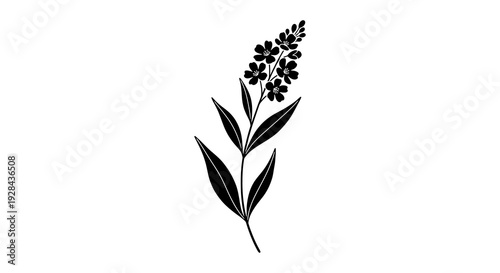 A delicate black and white illustration of a flowering plant stem with leaves