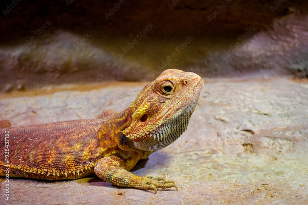 Obraz premium A central bearded dragon (Pogona vitticeps) Lizard