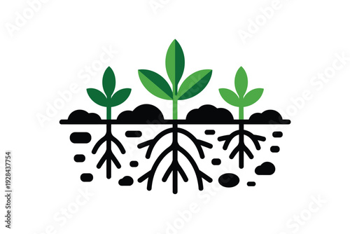 Three green seedlings growing in soil with visible roots with copy space