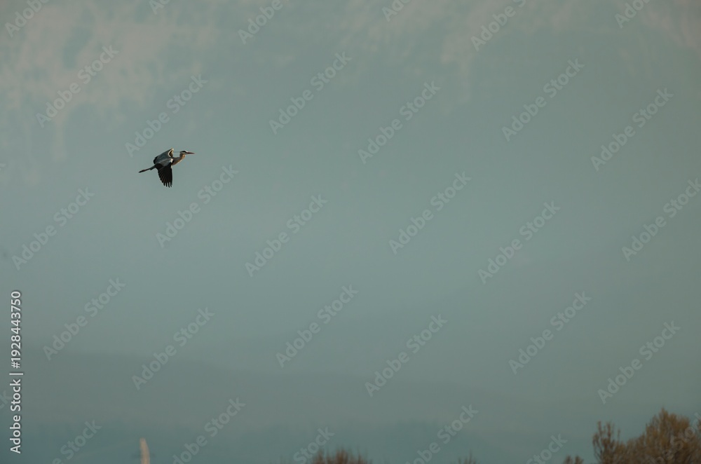 Fototapeta premium A graceful crane glides effortlessly against a backdrop of soft blue sky and hazy mountains, embodying peace and freedom at early dawn. Nature comes alive in quiet beauty