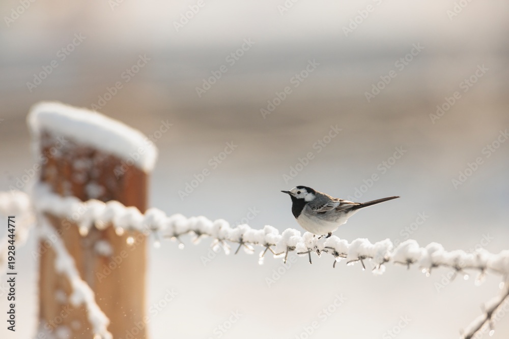 Fototapeta premium A delicate bird perches on a barbed wire fence, surrounded by a white blanket of snow. The tranquil setting captures the beauty of winter and the stillness of nature