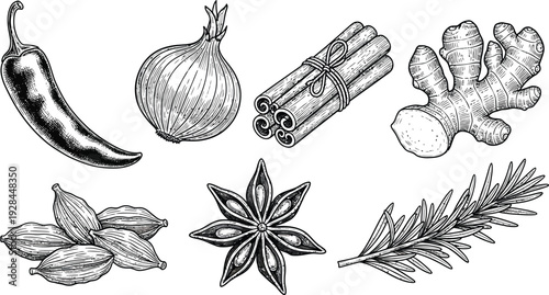 Hand-drawn set of culinary spices and herbs like chili, onion, cinnamon, ginger, and rosemary.