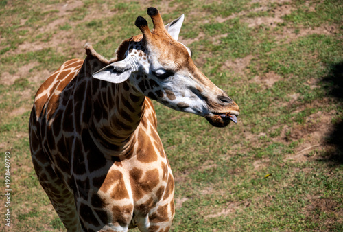 Photography Giraffe (Giraffa camelopardalis)