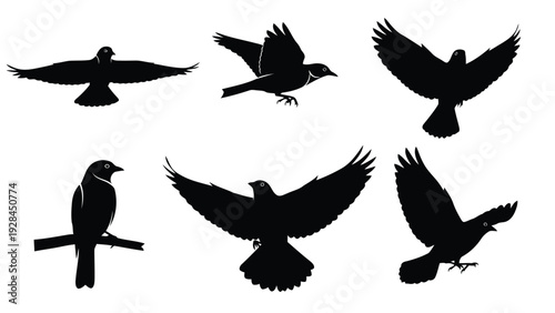 Silhouettes of diverse birds captured in mid-flight against a plain background Vector
