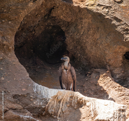 Adult griffon vulture in Guadalajara, Spain, perched in its cave nest, on a rocky cliff face