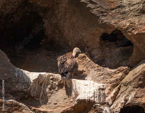 Adult griffon vulture perched in its cave nest, on a rocky cliff face in Guadalajara, Spain
