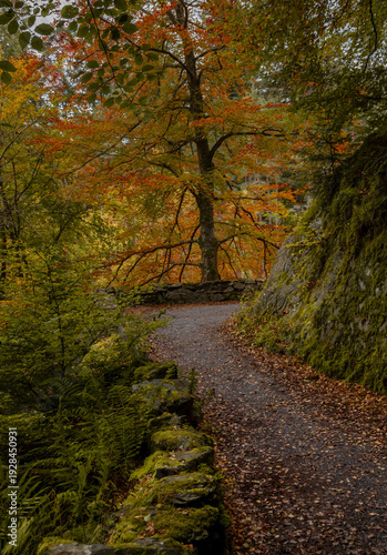 Footpath through woodland in the Linn of Tummel, near Pitlochry, Scotland, in autumn colors