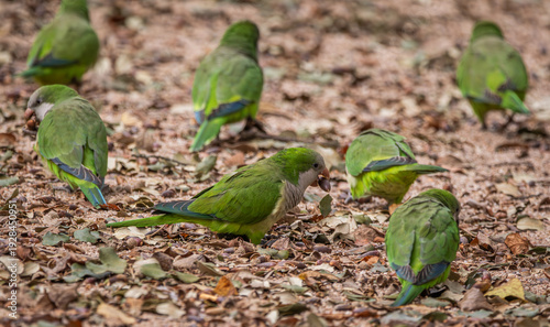 Group of invasive monk parakeets on the ground in a park in Madrid, Spain, feeding on acorns