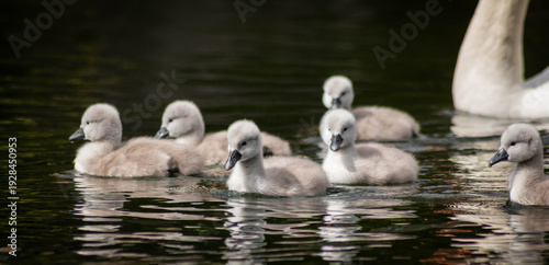 Group of young cygnets swimming together in a pond with their mother swan in the background