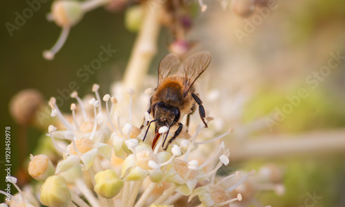 Honey bee using its proboscis to feed on nectar from a flower, helping with pollination