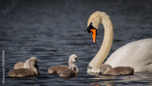 Mute swan family, mother with a group of young cygnets being playful in a pond