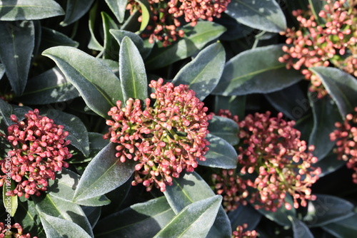 фотографія Bright pink red panicles of winter skimmia buds with dark green leaves