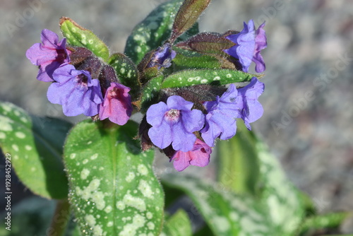 Pulmonaria 'Trevi Fountain'. Close up of cluster of lungwort flowers in shades of violet purple and pink with heavily spotted silver leaves.