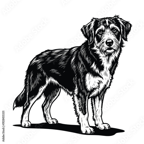 A sleek black and white dog standing confidently against a plain background Vector