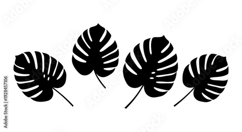 Four black monstera leaves arranged horizontally against a white background