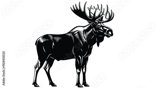 Majestic moose standing tall in a stylized black and white illustration Vector