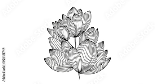 Black and white illustration of lotus flowers on a stem.