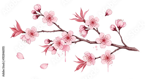 Delicate Cherry Blossom Branch with Falling Petals Illustration