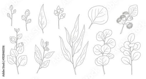 Elegant collection of eucalyptus line art illustrations featuring various leaf shapes and branches, perfect for botanical design projects and natural-themed decorations