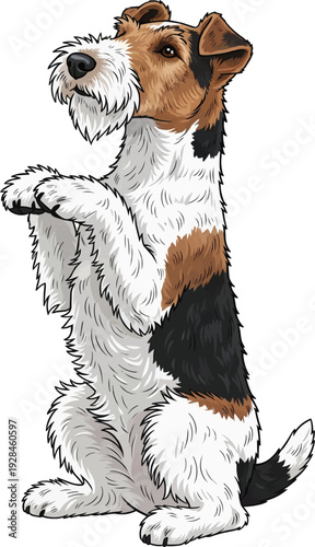 Wire Fox Terrier dog happy playful begging pose illustration