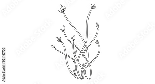 Simple black and white line drawing of a plant with multiple stems and buds against a plain white background minimalist botanical illustration