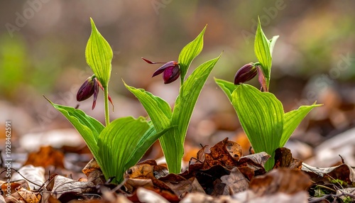 Three wild lady slipper orchids in a forest setting.