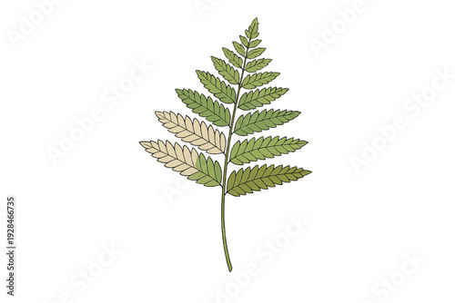 A stylized illustration of a fern frond featuring green and cream-colored leaflets. The botanical drawing is centered on a black background, showing a detailed pinnate leaf structure.