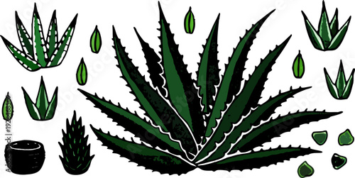 A watercolor illustration featuring a collection of Aloe Vera plants and cut pieces. The image showcases several whole Aloe Vera plants with long, pointed, green leaves, emanating from a central base,