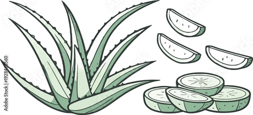 A watercolor illustration featuring a collection of Aloe Vera plants and cut pieces. The image showcases several whole Aloe Vera plants with long, pointed, green leaves, emanating from a central base,