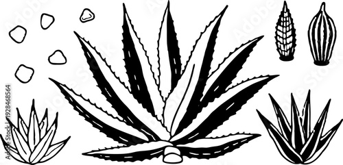 A watercolor illustration featuring a collection of Aloe Vera plants and cut pieces. The image showcases several whole Aloe Vera plants with long, pointed, green leaves, emanating from a central base,