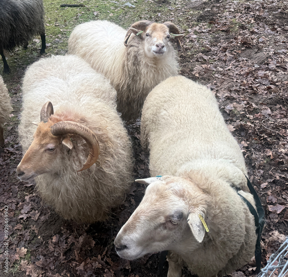 Obraz premium Dutch sheep in a farm nature park, Doetinchem, Netherlands