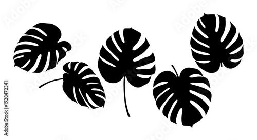 Black and white monstera leaves arranged in a simple botanical illustration