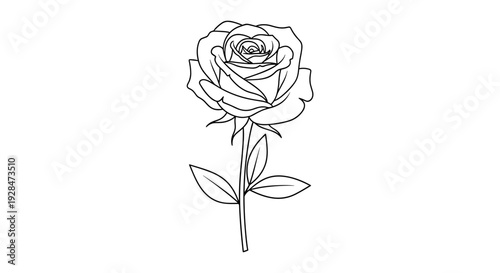 Simple Black and White Rose Illustration.