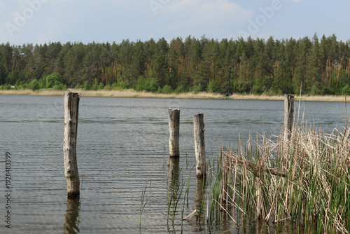 On a forest lake, wooden piles for a small fishing bridge stick out of the water.