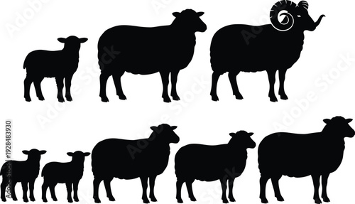 WebBlack silhouettes of a sheep family including ram with horns, ewes and small lambs isolated on a plain white background.