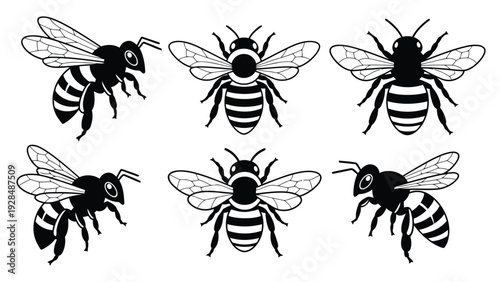 Black and white illustration of six different types of bees and wasps Vector